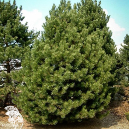 Сосна чёрная австрийская в контейнере