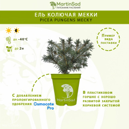 Ель колючая Мекки