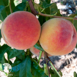 Персик мини Хоней Голд