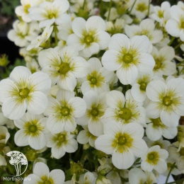 Камнеломка Арендса Альпино Эрли Лайм