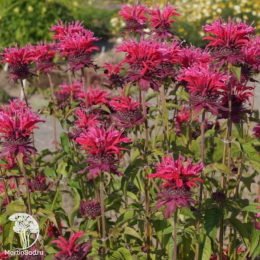 Набор для ароматной грядки монарда Махогани + Фаербол + Жевиттерволк