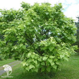 Катальпа великолепная Пулверулента на штамбе