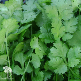 Кориандр овощной Венера