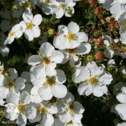 Лапчатка кустарниковая Манчу