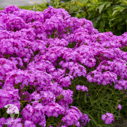 Флокс гибридный Опенинг Экт Ультрапинк