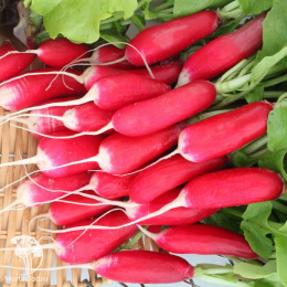 Редис Английский завтрак + Белый завтрак