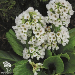 Бадан сердцелистный Сноутайм