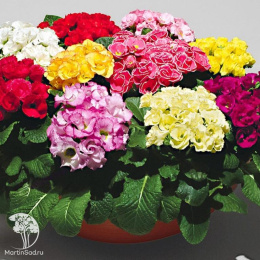 Примула Розанна F1 махровая, смесь