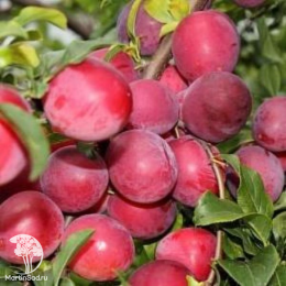 Сверхвыгодный комплект! Алыча Найдена + опылитель Слива Красный шар колоновидная