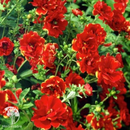 Лапчатка Арк-эн -Сил