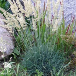 Колерия сизая Кулио