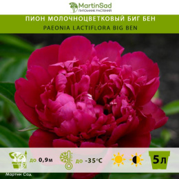 Пион молочноцветковый Биг Бен
