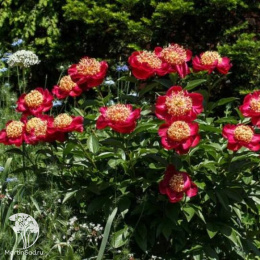 Пион Америка