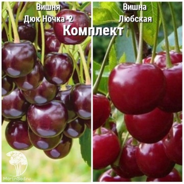 Фото Сверхвыгодный комплект! Вишня (Дюк) Ночка-2 + опылитель вишня Любская