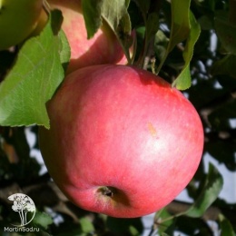 Яблоня Июльское Черненко