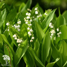 Ландыш лесной