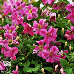 Клематис Краковяк