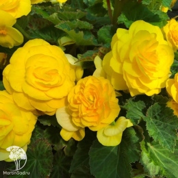 Бегония Желтый фонтан F1 клубневая, серия Русский богатырь 
