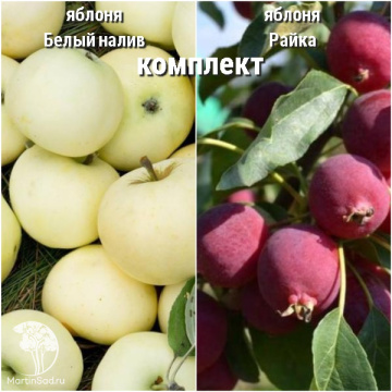 Фото Сверхвыгодный комплект! Яблоня Белый налив + опылитель яблоня Райка
