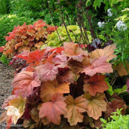 Гейхера Саузен Комфорт