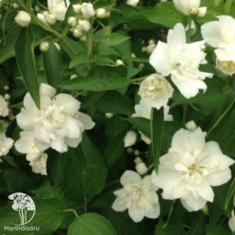 Чубушник Лунный свет