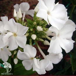 Флокс метельчатый Мерлинка