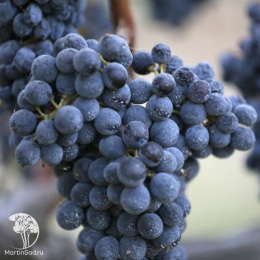 Виноград Каберне Совиньон