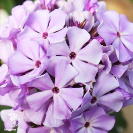 Флокс метельчатый Флэйм Лилак