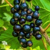 Смородина чёрная вкусная в ассортименте фото 3 