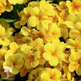 Флокс Изабелла