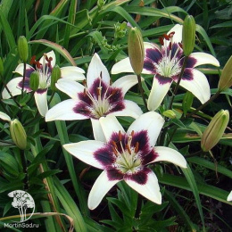 Лилия Азиатская Танго Патриция Прайд