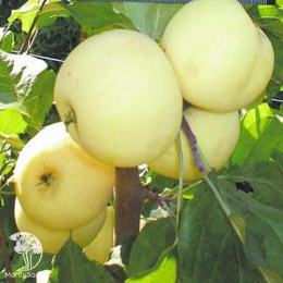 Яблоня карликовая Юнга
