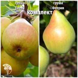 Груша Елена + опылитель Груша Феерия