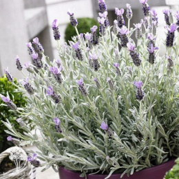 Лаванда узколистная Сильвер Мист