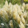 Кортадерия Селло (Пампасная трава) Тини Пампа фото 1 