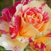 Роза флорибунда Камиль Писсаро фото 2 