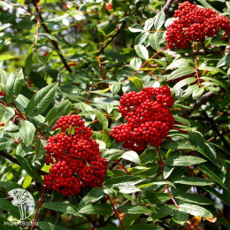 Рябина северная нарядная