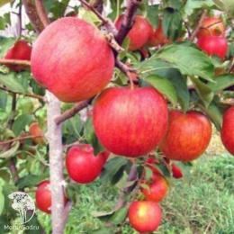 Яблоня Женева