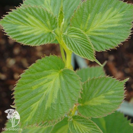 Давидия инволюкрата (Платочное дерево) Леди Дахлия