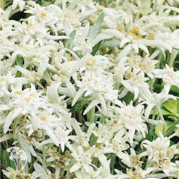 Эдельвейс Эхо