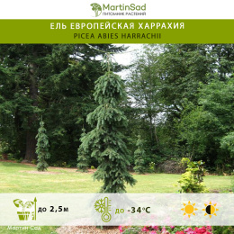 Ель европейская Харрахия