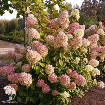 Фото Гортензия метельчатая Мэджикал Кэндл на штамбе