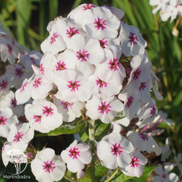 Флокс метельчатый Майк'с Фэйворит