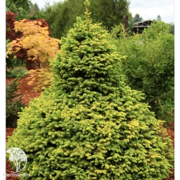 Ель сербская Певе Тиджин