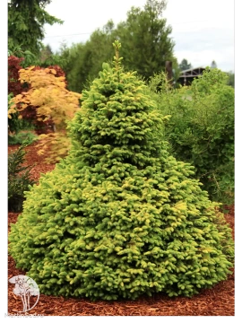 Фото Ель сербская Певе Тиджин
