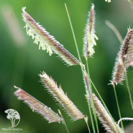 Бутелуа изящная