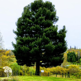 Кедр сибирский