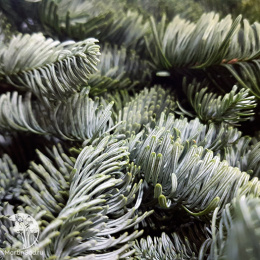 Лапник пихты Нобилис