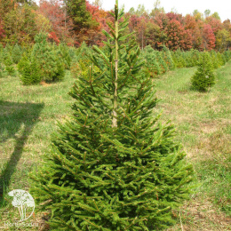 Ель Русская срезанная