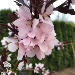 Персик краснолистный Бургунди